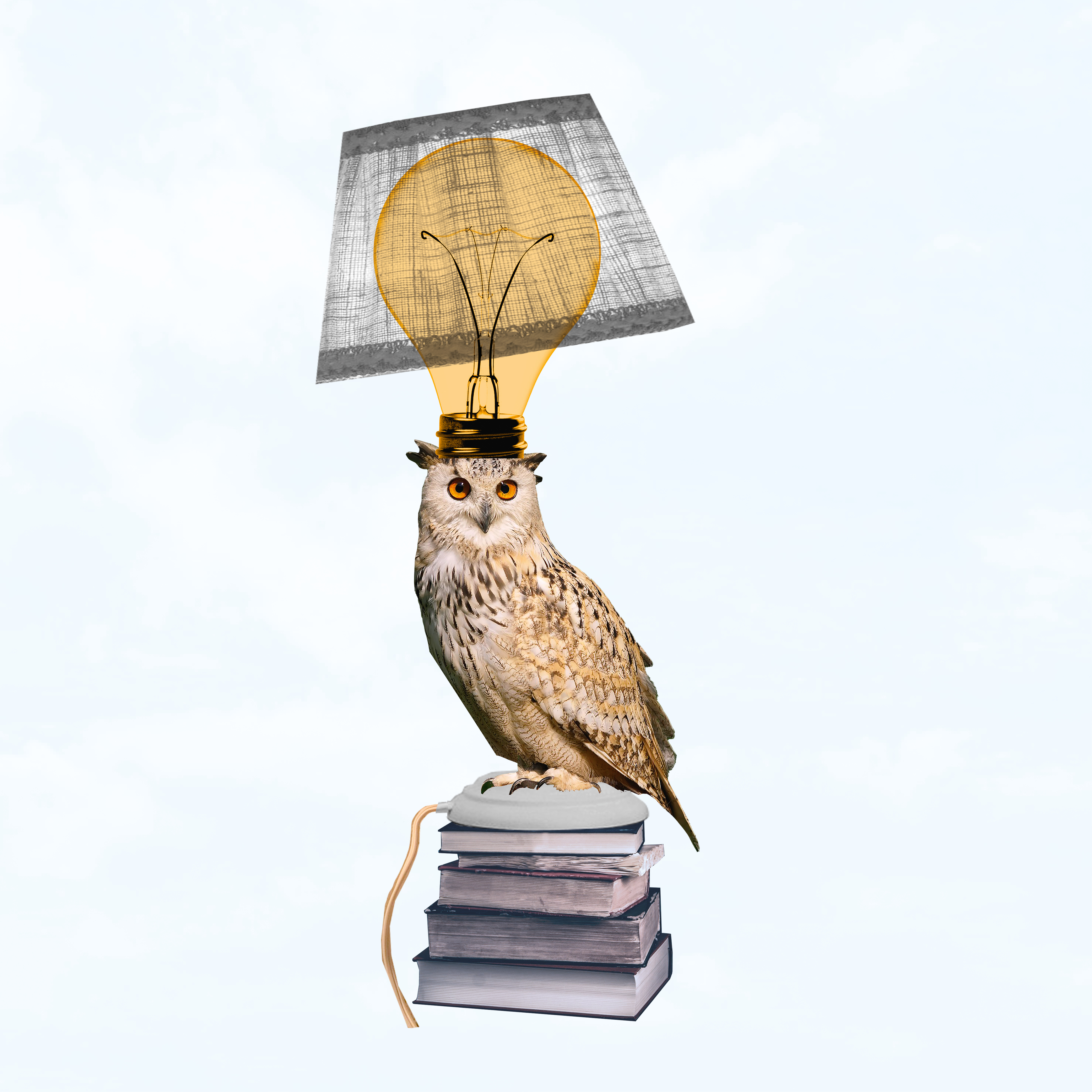 MR_PAYOT_1000-1000_hibou.jpg